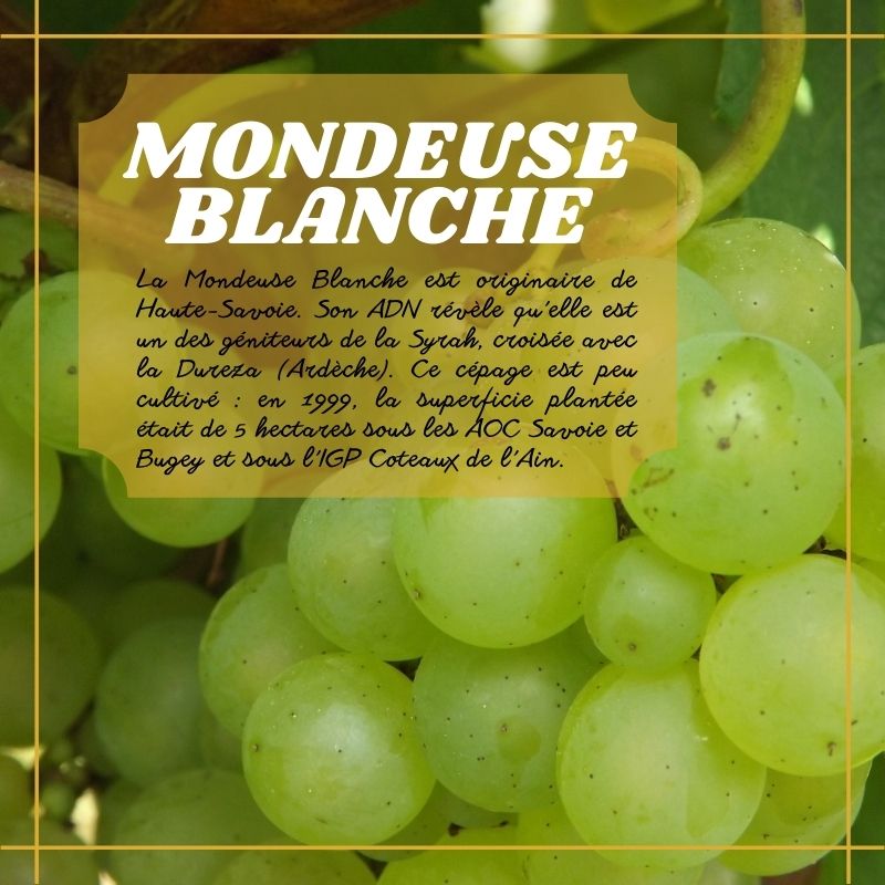 Mondeuse Blanche – Image 4