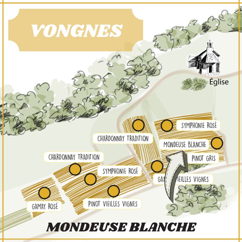 Mondeuse Blanche – Image 5